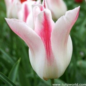 Meet your Posher, Vickie